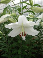 [4253 Coromandel No02.JPG]